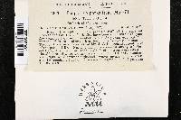 Cryphonectria parasitica image