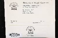 Allantoporthe decedens image