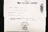 Ramaria testaceoflava image