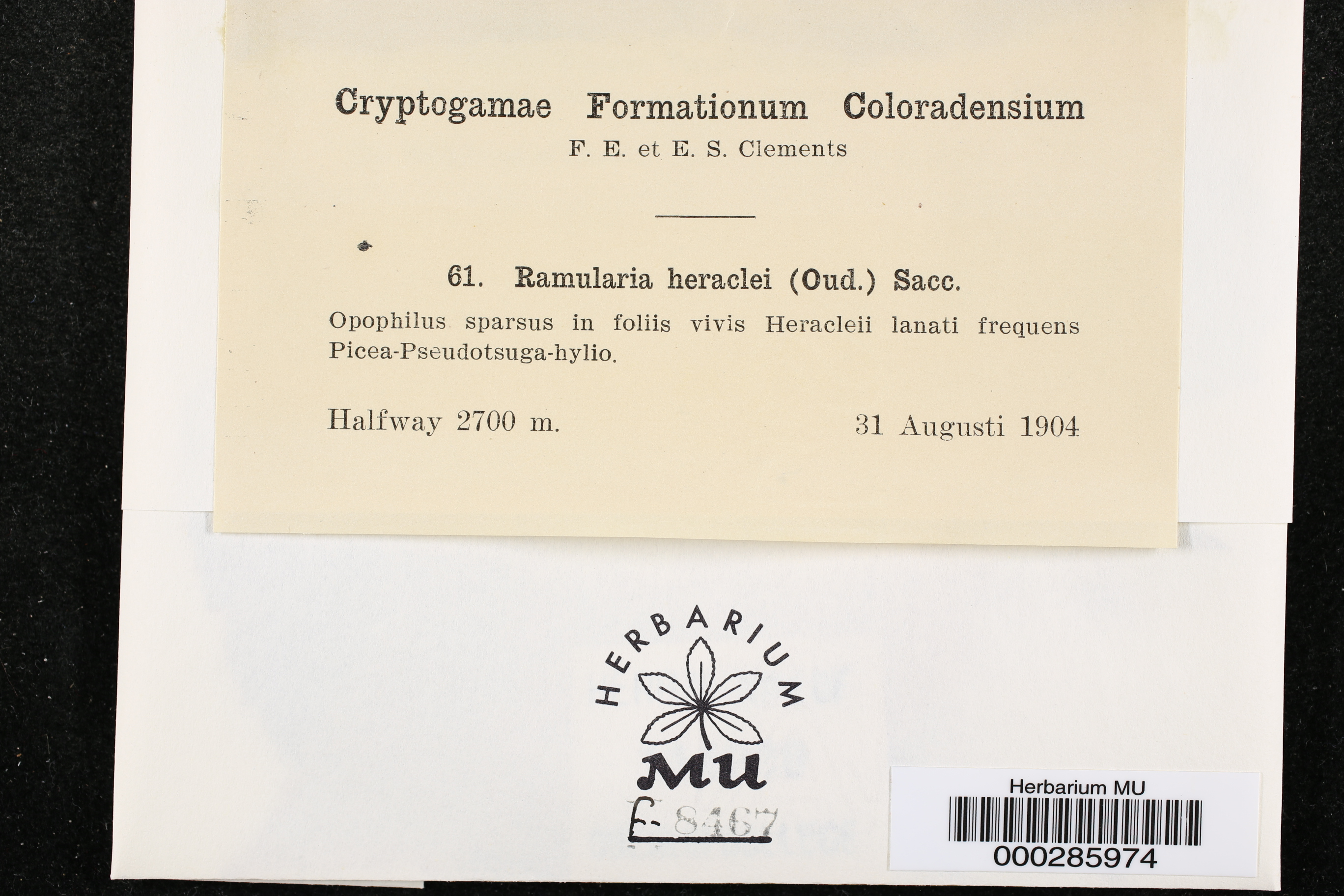 Ramularia heraclei