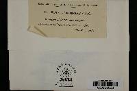 Rhytisma andromedae image