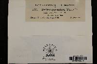 Rhytisma punctatum image