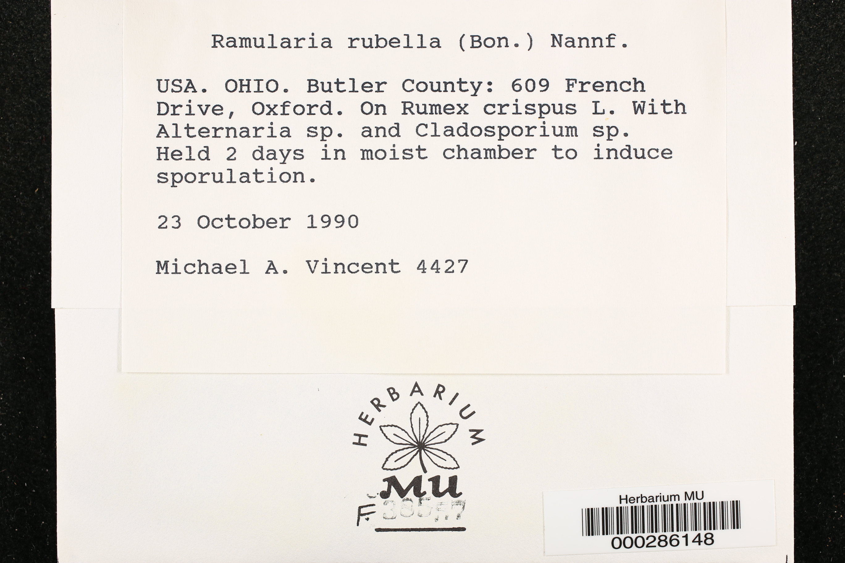 Ramularia rubella