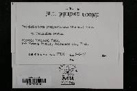 Pucciniastrum goeppertianum image