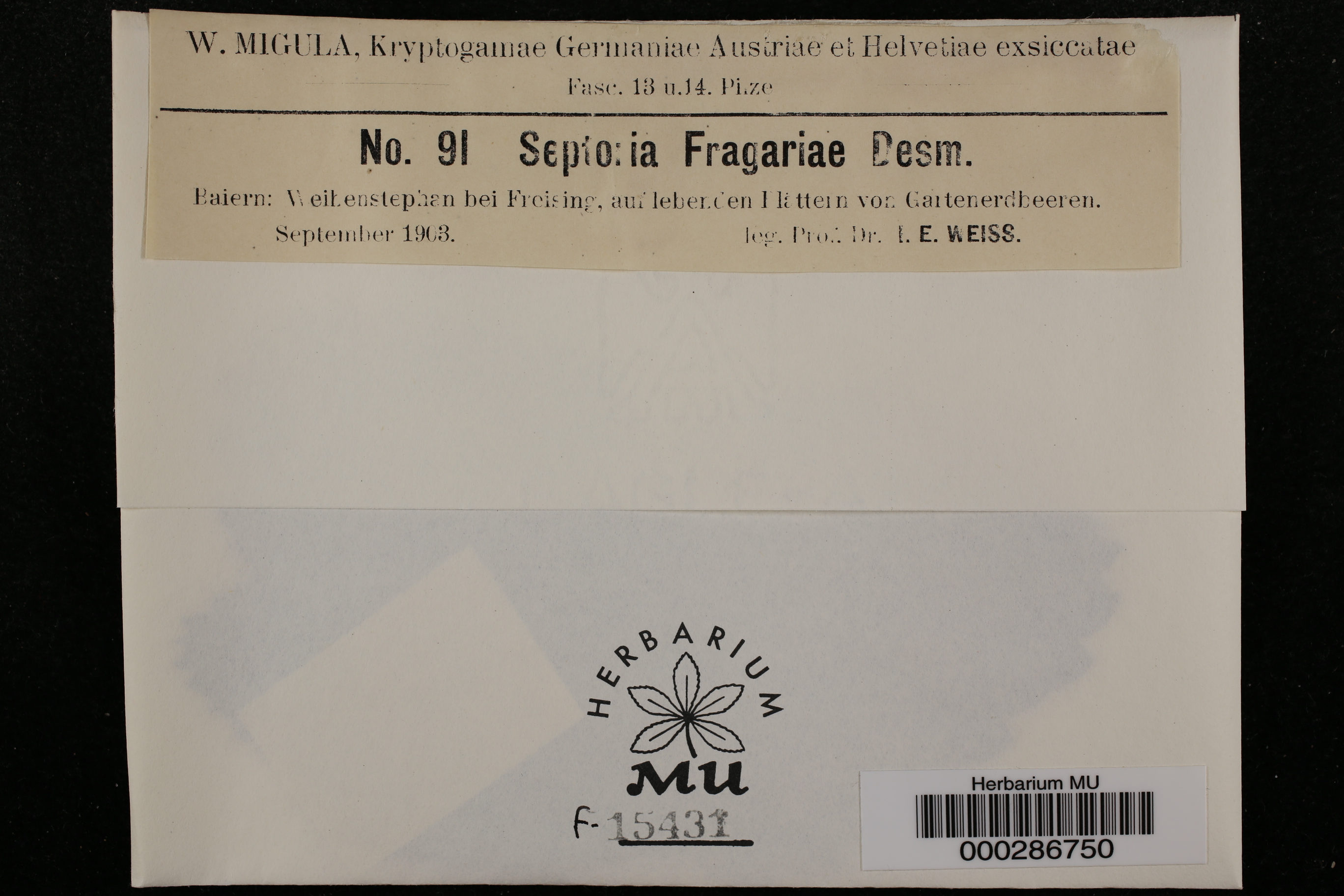 Septoria fragariae thumbnail