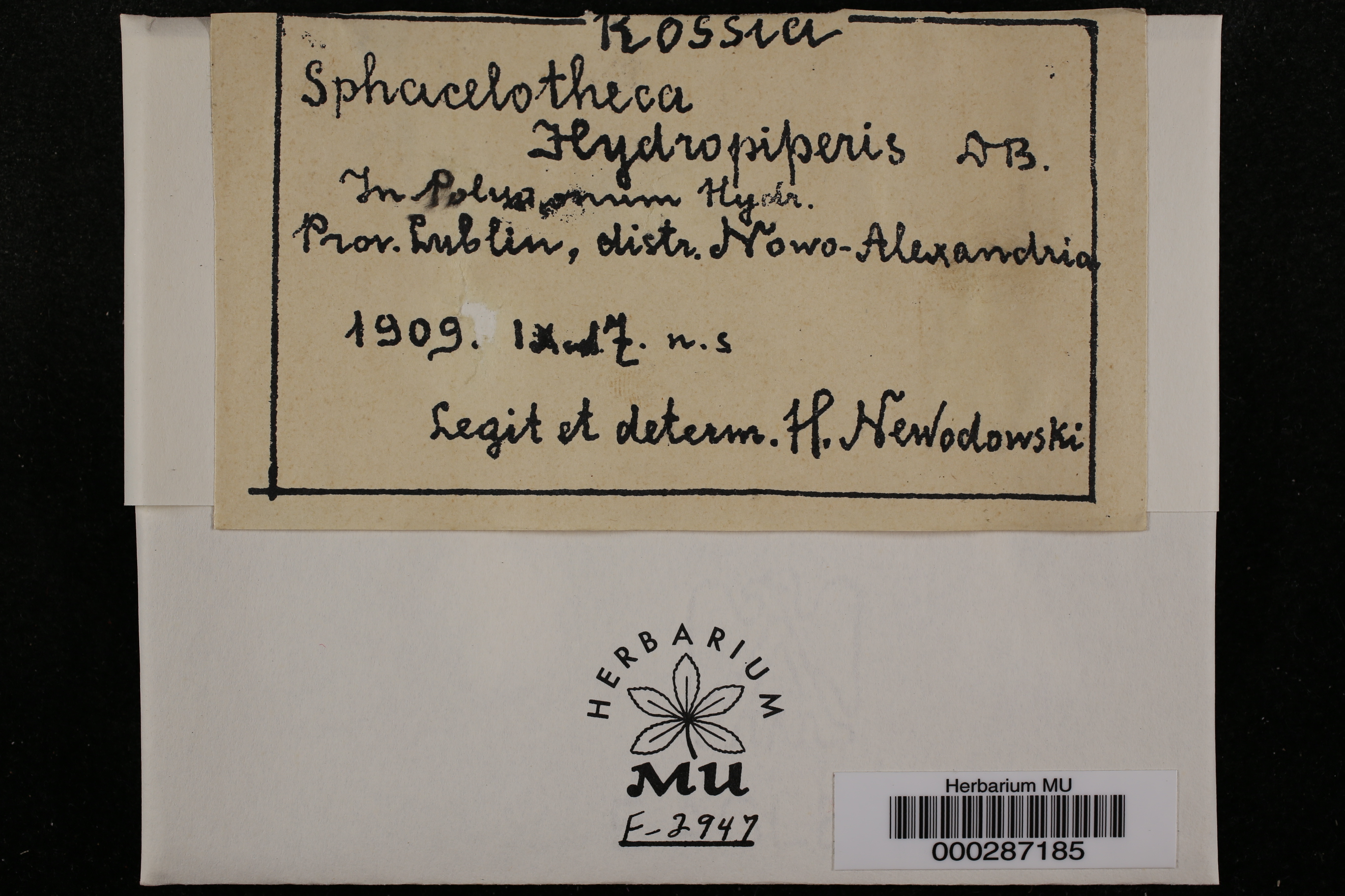 Sphacelotheca hydropiperis
