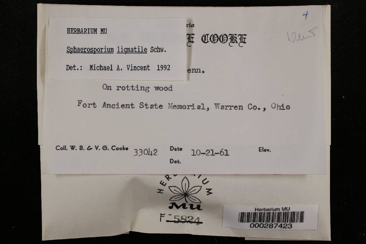 Sphaerosporium image