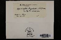 Seifertia azaleae image