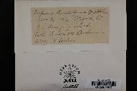 Tapesia lividofusca image