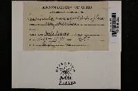 Erysiphe necator image