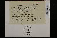 Thumbnail image of current specimen