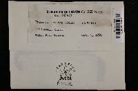 Erysiphe necator image