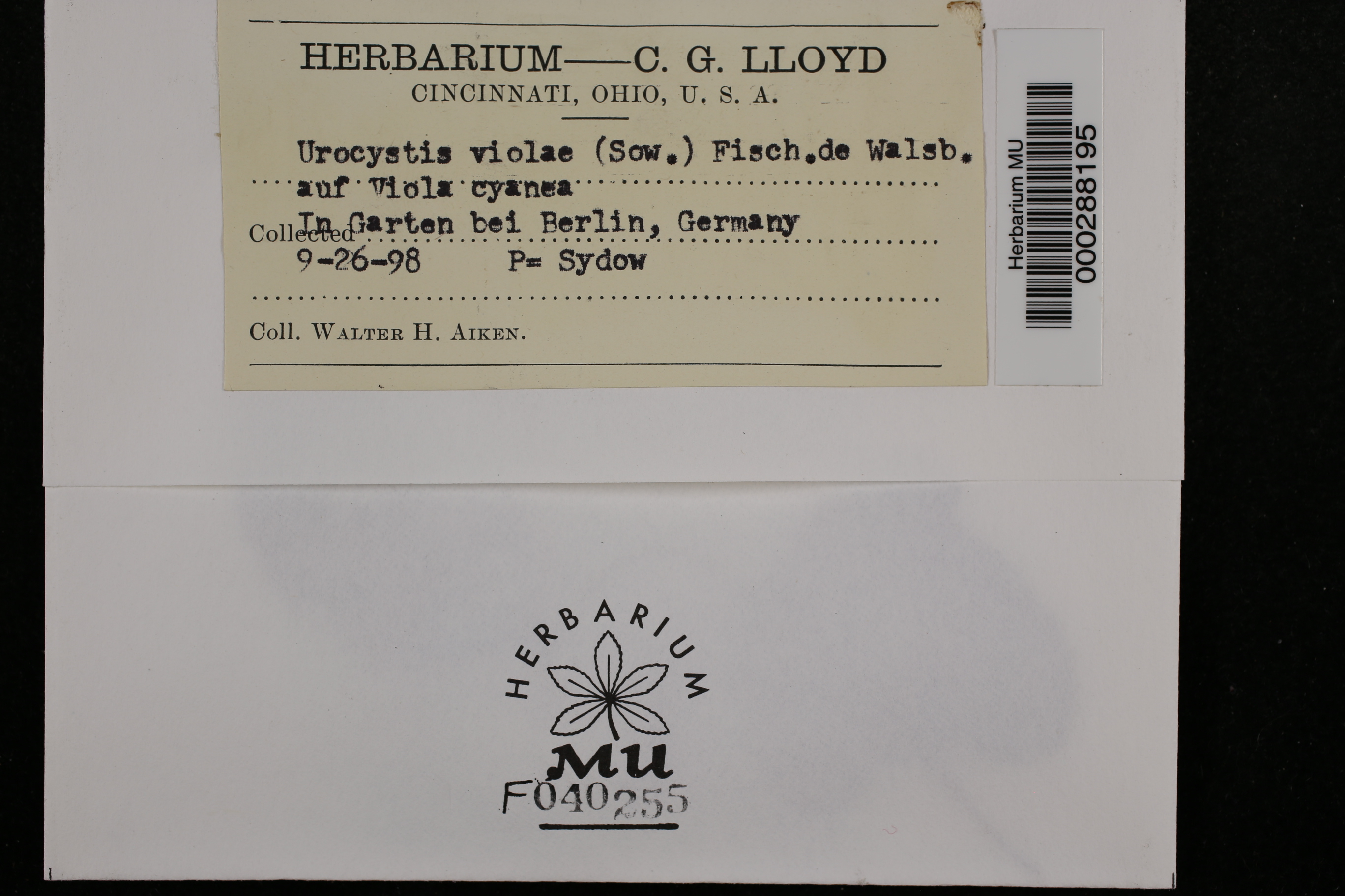 Urocystis violae