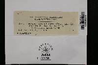 Thumbnail image of current specimen