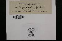 Uromyces fallens image