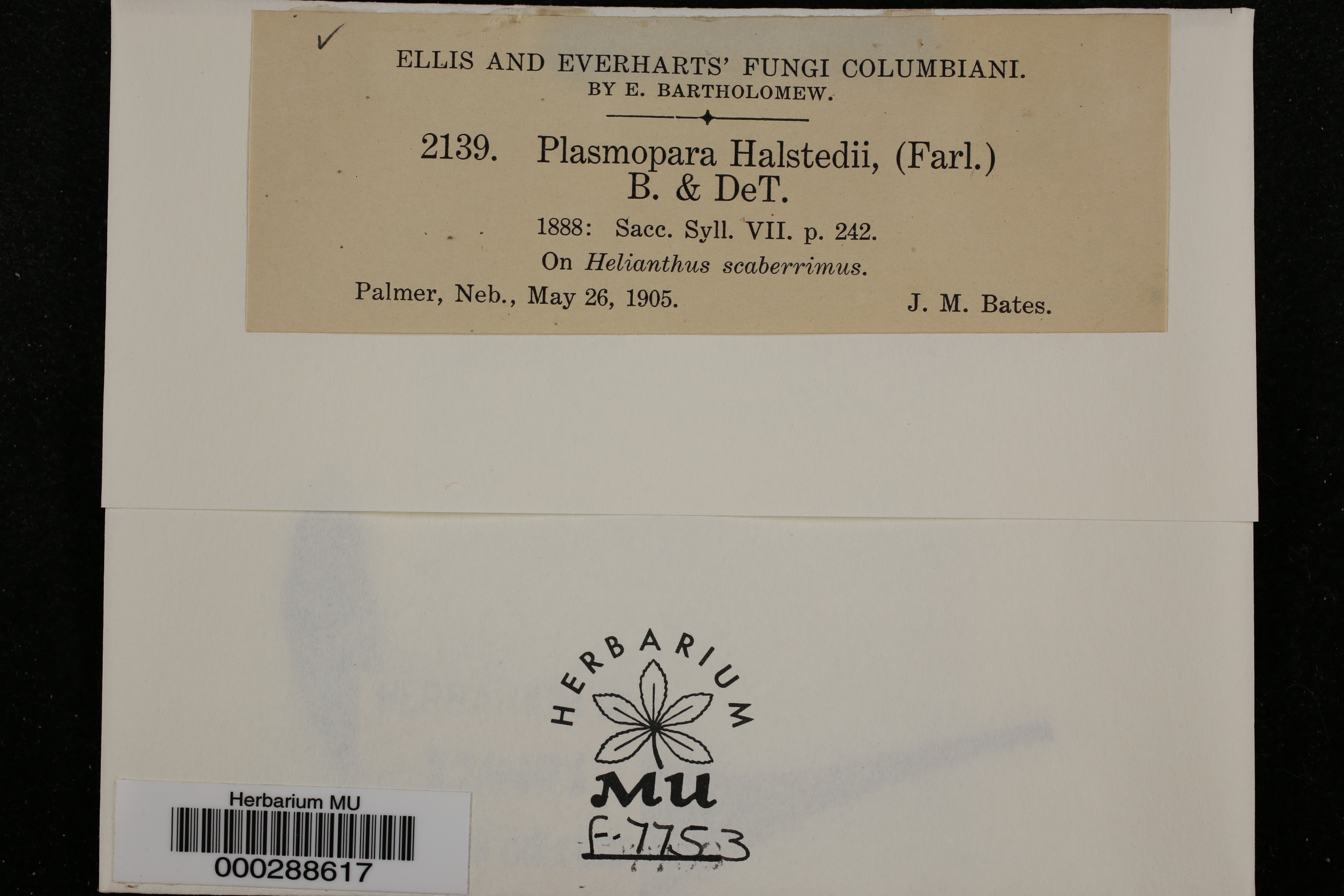 Plasmopara halstedii thumbnail