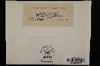 Septosporium fuliginosum image