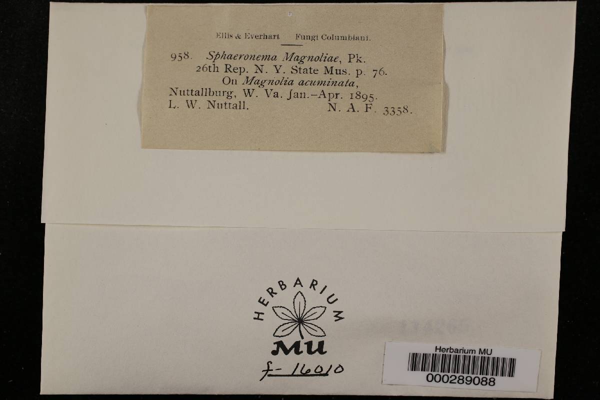 Sphaeronaema magnoliae image