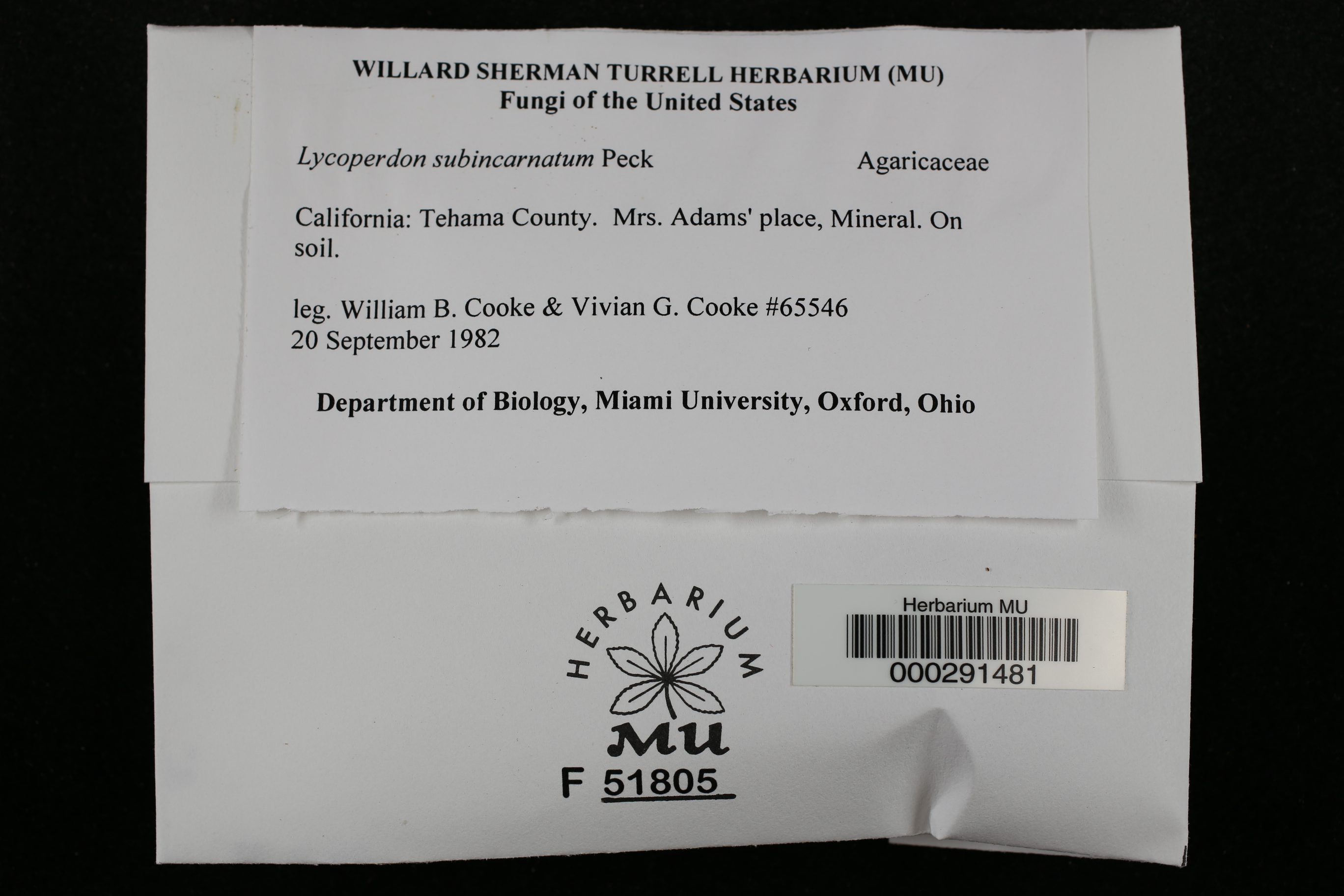 Lycoperdon subincarnatum thumbnail