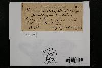 Puccinia sessilis image