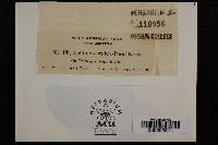 Phyllactinia guttata image