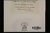 Phyllactinia guttata image