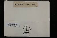 Cymadothea trifolii image