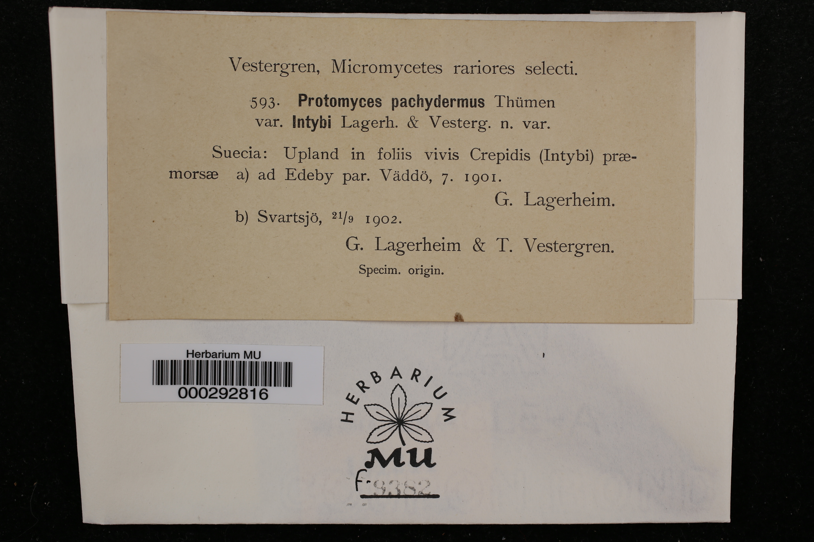 Protomyces pachydermus