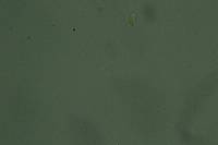 Clitocybe gilvaoides image