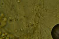 Lepista caespitosa image
