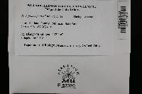 Media resource of Thelephora penicillata