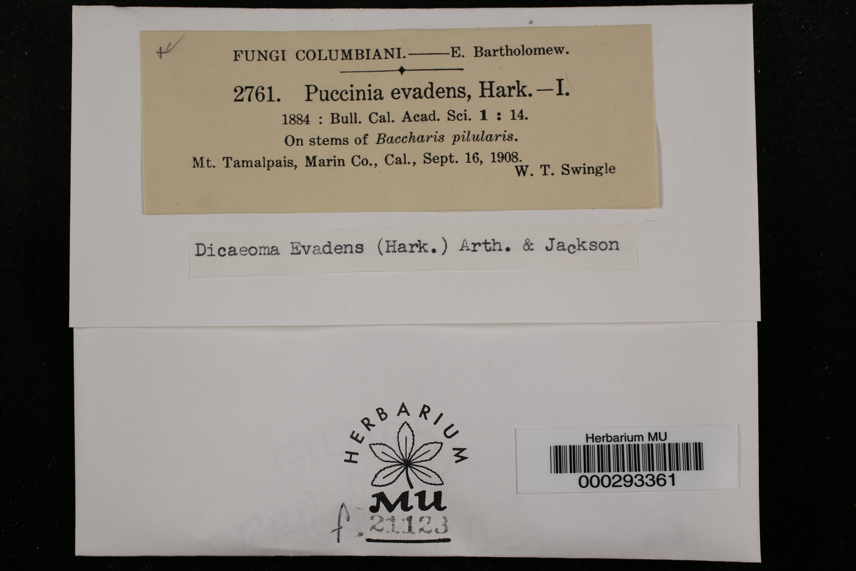 Puccinia evadens thumbnail