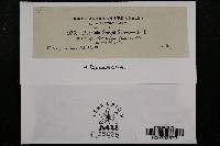 Puccinia sorghi image