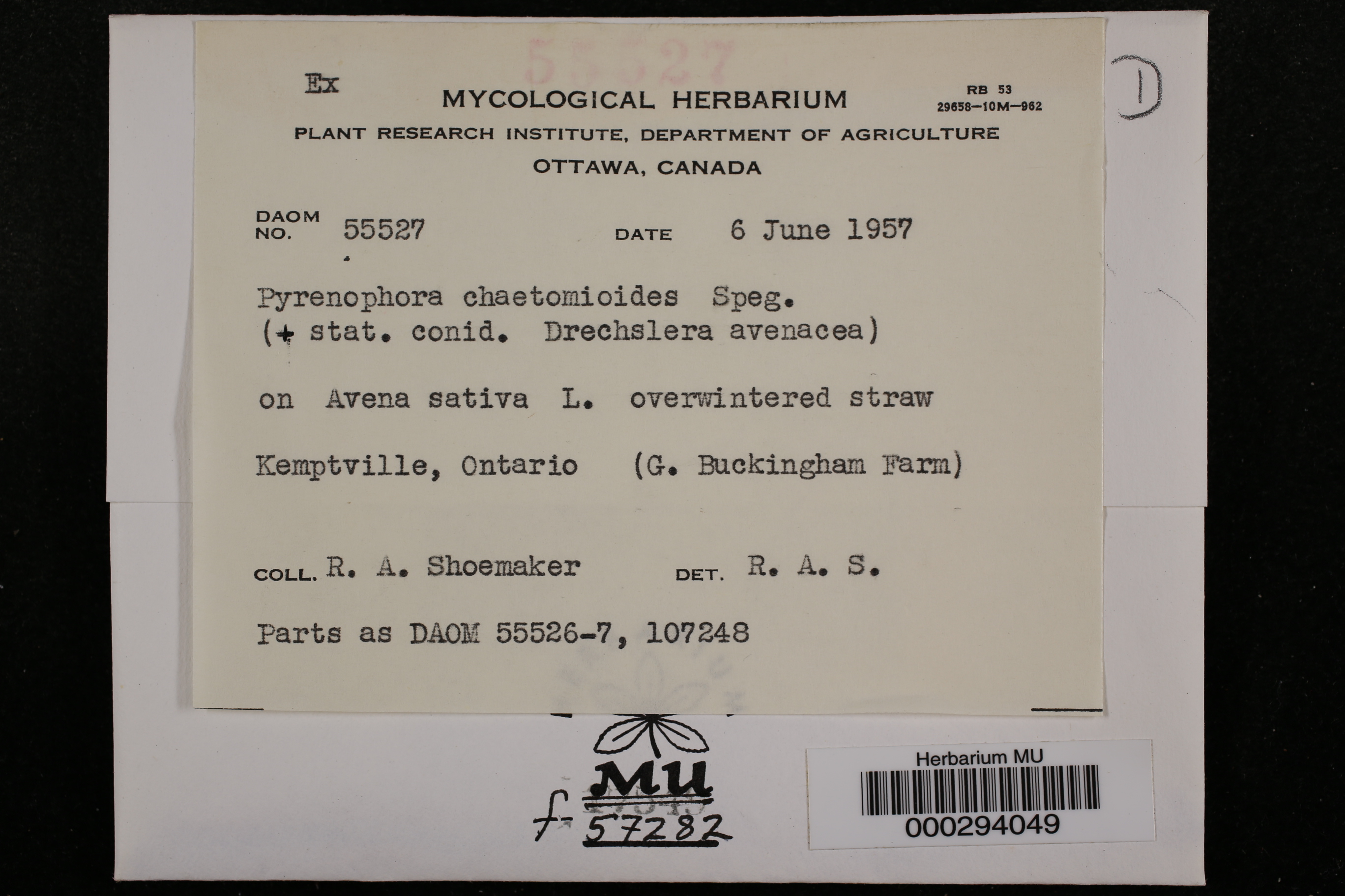 Pyrenophora chaetomioides thumbnail