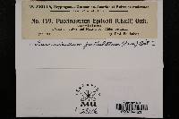 Pucciniastrum epilobii image