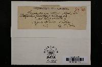 Media resource of Stagonospora acaenae