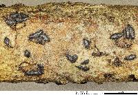 Media resource of Hysterium angustatum