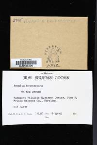 Amanita brunnescens image