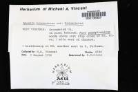 Thumbnail image of current specimen