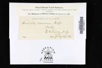 Amanita caesarea image