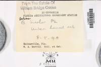 Boletochaete bicolor image