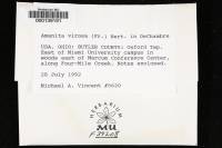 Amanita virosa image