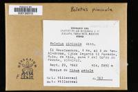 Boletus pinicola image