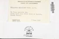 Trichaptum abietinum image