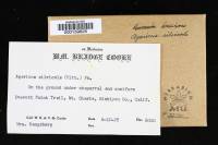 Agaricus silvicola image