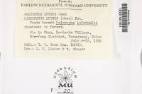 Microporus affinis image