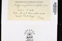 Trametes pubescens image