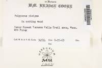 Polyporus picipes image