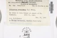 Pycnoporus sanguineus image