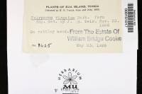 Polyporus virgatus image